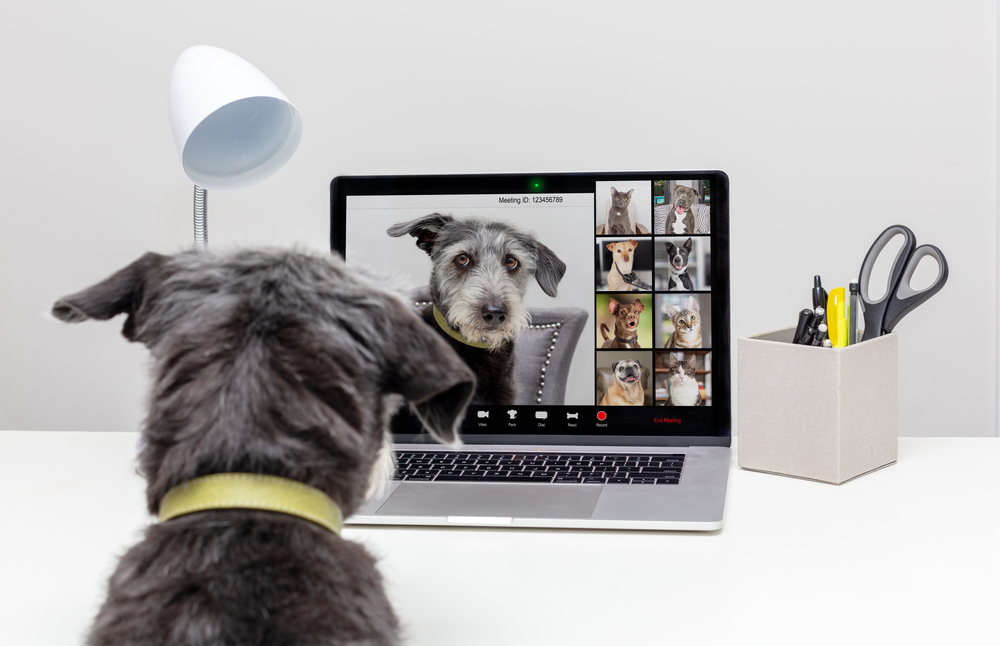 Funny,dog,working,from,home,remotely,while,conducting,a,web